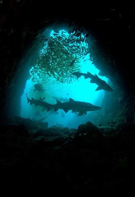 Gallery Protecting The Grey Nurse Shark Australian Geographic