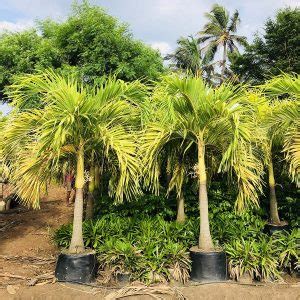 Veitchia Merrillii Golden Gowthami Nursery