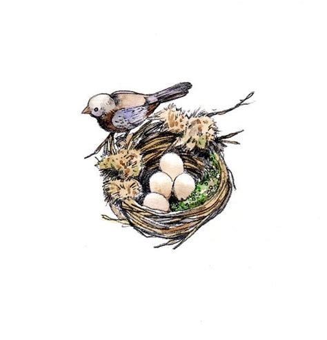 Bird Nest Pencil Drawing