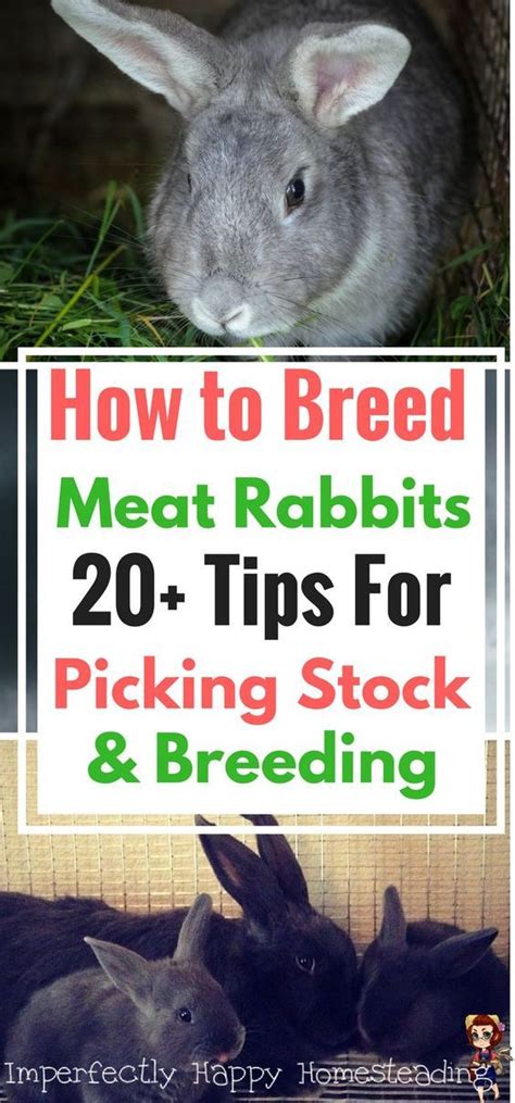 How To Breed Meat Rabbits More Than 20 Tips On Picking Stock And