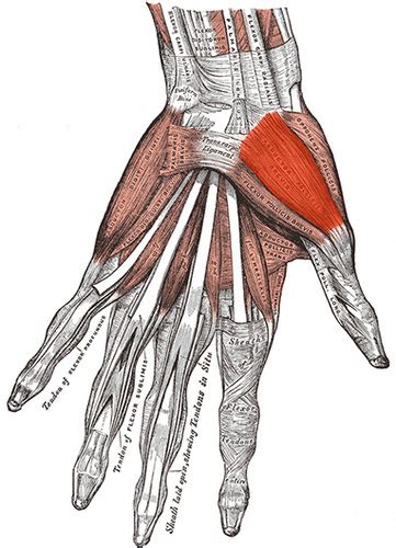 Muscles Of The Hand Flashcards Quizlet