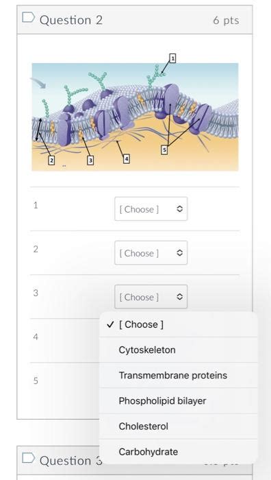 Solved Question 1Question 1 6 Pts Choose Golgi Apparatus Chegg