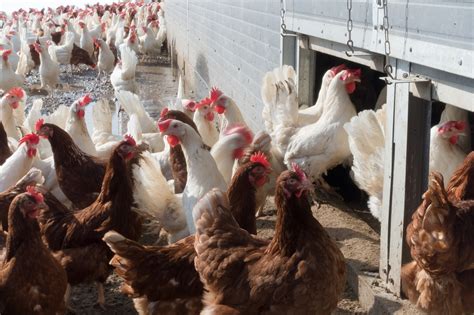 Vogelgriep Vastgesteld Op Pluimveebedrijf In Woltersum Pluimveebedrijf Nl