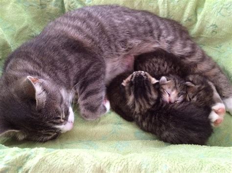 Grieving Mama Cat Who Lost All Three Babies Matched With Three Abandoned Kittens | HuffPost Good ...