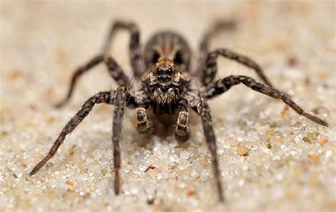 Are Wolf Spiders In Gilbert Dangerous?