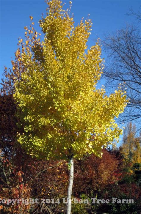 Ginkgo biloba 'Autumn Gold' | Urban Tree Farm Nursery