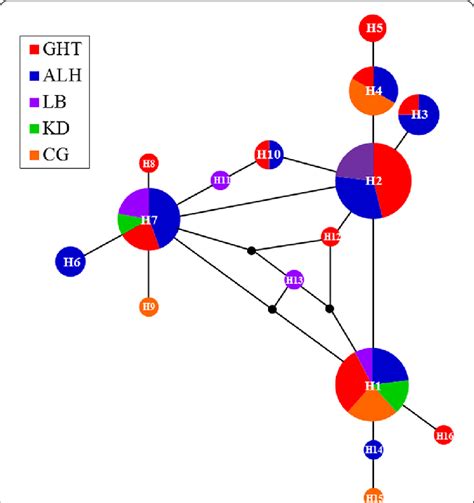 Median Joining Network Of 16 Mtdna Haplotypes Of E Jankowskii In The