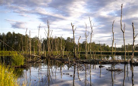 Wetlands More Resilient To Sea Level Rise Than Previously Thought