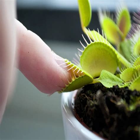 Potted Insectivorous Plant Seeds Dionaea Muscipula Giant Clip Venus