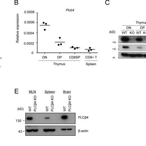 Normal Cd44 Cd62l Profiles Of Cd4⁺ And Cd8⁺ T Cells In Plcβ4 Deficient Download Scientific