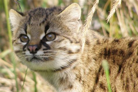 La Extra A Piel Que Revelar A Una Nueva Especie De F Lido En Colombia