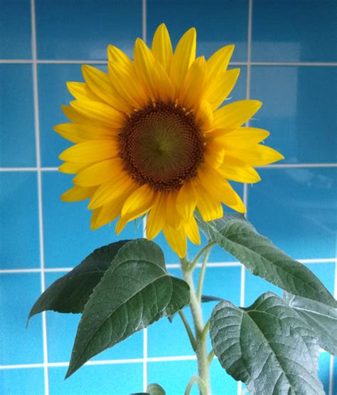 Sunflower Facts for Kids and Adults to Discover