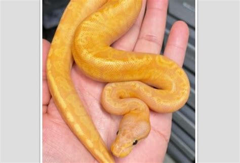 9 Rarest Ball Python Morphs - Rarest.org