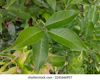 Syzygium Polyanthum Leaves Tropical Nature Kalimantan Stock Photo 2241666957 | Shutterstock