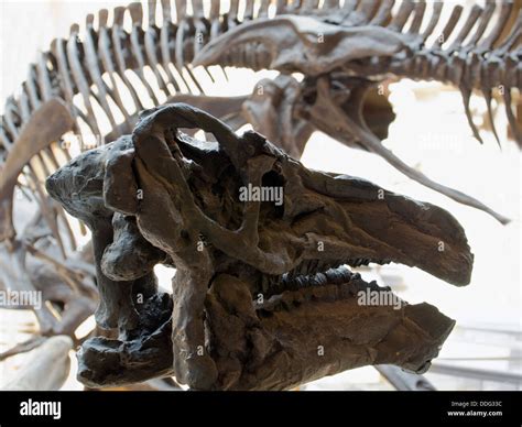 dinosaur bones fossils  res stock photography  images alamy