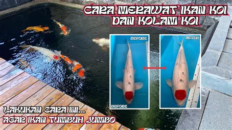 Cara Memelihara Ikan Koi Dan Kolam Koi Agar Tumbuh Jumbo Youtube