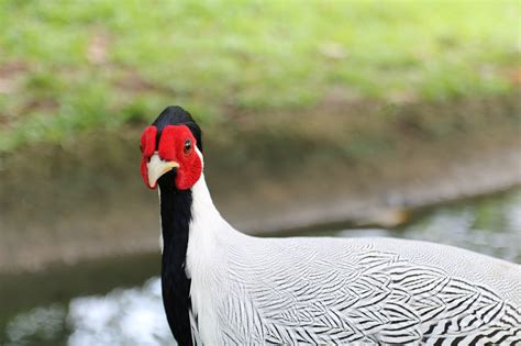 Burung Pheasant Perak Ilmu Foto Gratis Di Pixabay Pixabay