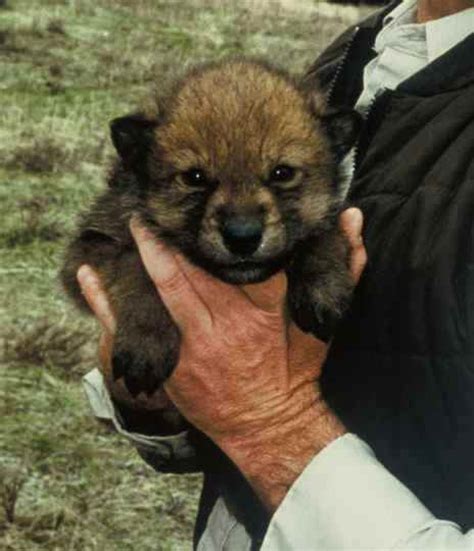 Wolf Pup - Wolves Photo (5850008) - Fanpop