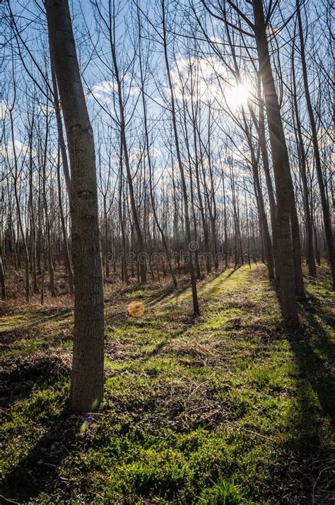 Poplar Trees In The Autumn Period Of The Year Stock Photo Image Of