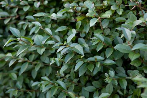 How To Grow Privet In Pictures