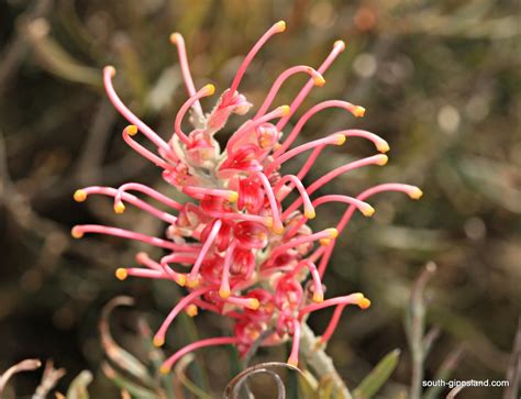 Australian Native Flowering Plants 25 South Gippsland Victoria Australia