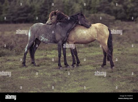 Side view of two horses hugging in field Stock Photo - Alamy