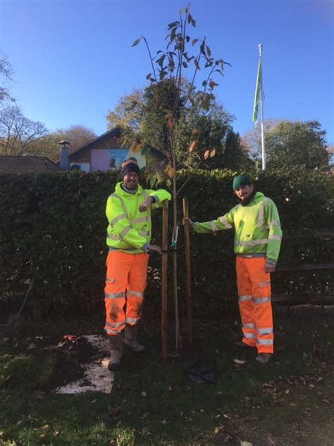 Hampden Park Eastbourne SAKURA CHERRY TREE PROJECT