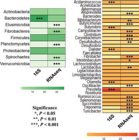 Differentially Abundant Major Bacterial Taxa At Phylum And Genus Levels