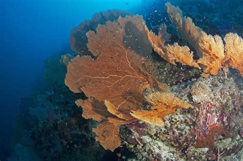 Philippines Diving at Tubbataha Reef - Fly & Sea Dive Adventures