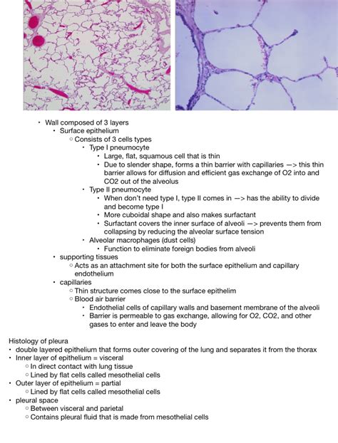 Visceral Pleura Histology