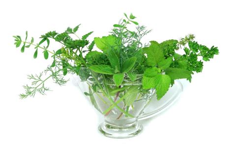 Green ingredients stock photo. Image of fresh, plant, herb - 5404910