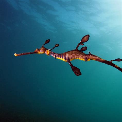 Common Seadragon Critter Republic Dive Center