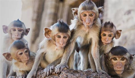 20 Most Common Monkeys Species