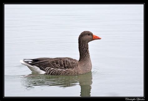 Oie cendrée Anser anser Greylag goose Nikon D7100 Si Flickr