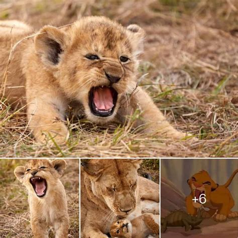 Captivating Images Of Baby Lion Cub S First Roar Will Melt Your Heart