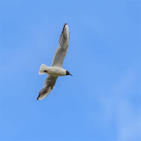 Two White Birds Flying Under Cloudy Sky · Free Stock Photo