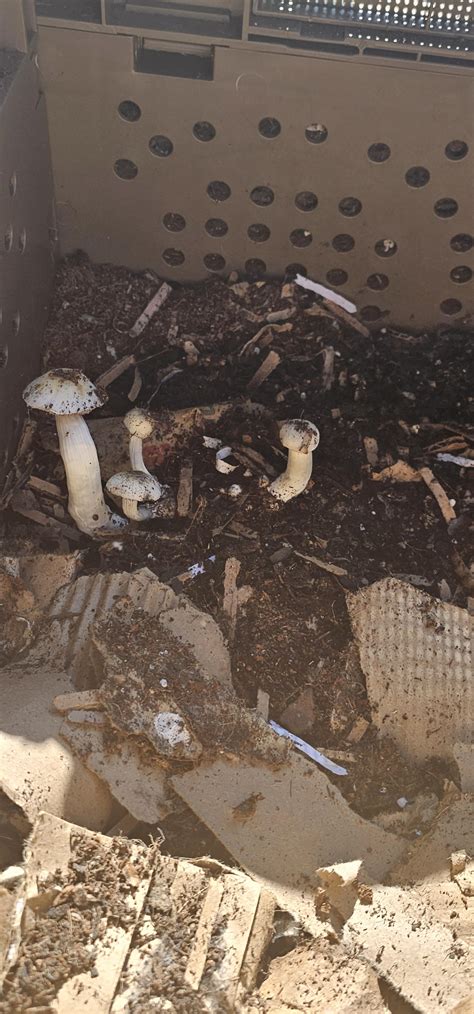 Are spent mushroom blocks browns or greens? : r/composting