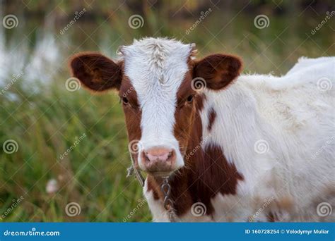 Calf, Young White Cow with Brown Spots on Pasture_ Stock Photo - Image ...