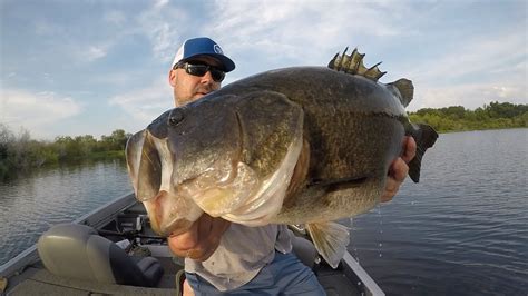 Swimbait Big Bass Savage Gear Line Thru Shad Strikes Again Bass