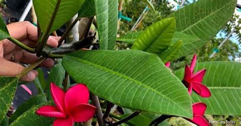 ¿qué Es Plumeria Rust Fungus Y Cómo Se Trata