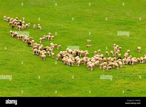 Herd of Lacaune dairy sheep, Roquefort region, France, Europe Stock ...