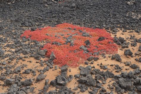 Rote Teppiche Im Schwarzen Lavagestein Knotenbl Tige Mit Flickr