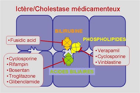 Cm Ictere Prrequis Anatomie Des Voies Biliaires Intra