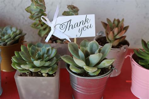 STANDARD Favor Tags (20 Pack) - Wedding Succulent Favors for Sale Bulk Succulents