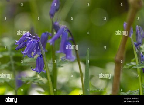 Bluebells Spring Flower Hyacinthoides Non Scripta Blue Bell Shaped