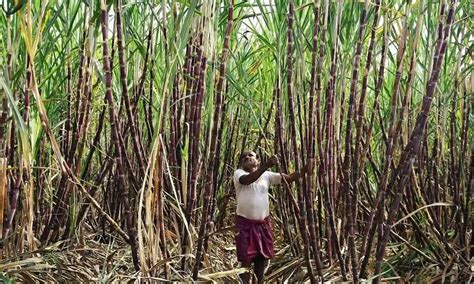 Uttar Pradesh Government Raises Sugarcane Price By Rs 20 Per Quintal