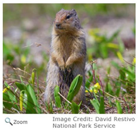 columbian ground squirrel - Urocitellus columbianus | Wildlife Journal ...