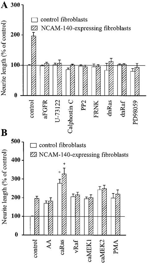 Effect Of Various Compounds And Signal Transduction Molecules On