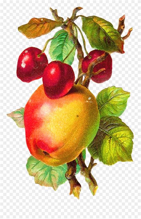 Free Fruit Clip Art - Apple Fruit Vintage Png Transparent Png (#1275750 ...