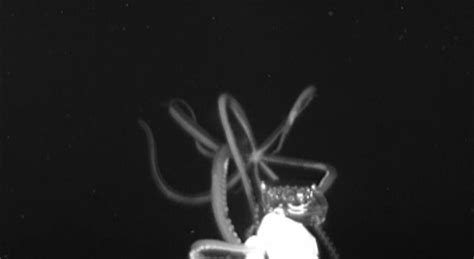 How scientists caught footage of 'the kraken' after centuries of ...